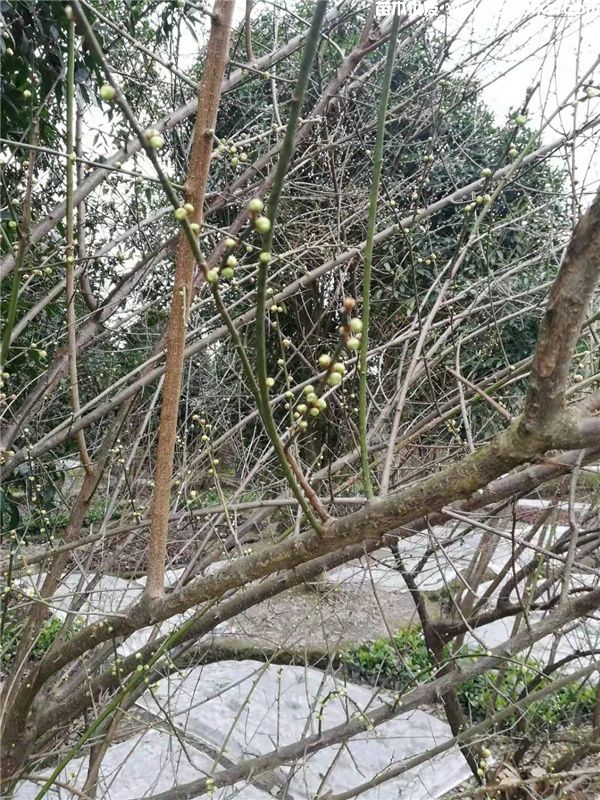 绿梅图片