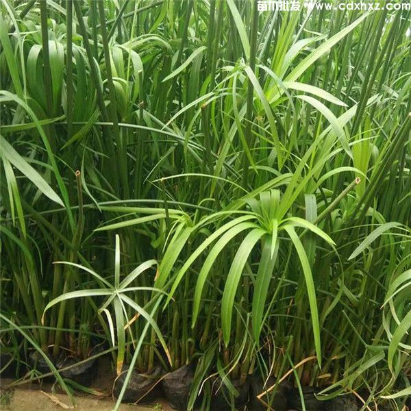 梭鱼草价格,旱伞草水生袋苗和杯苗,高度30~50cm 梭鱼草价格,旱伞草水生袋苗和杯苗,高度30~50cm