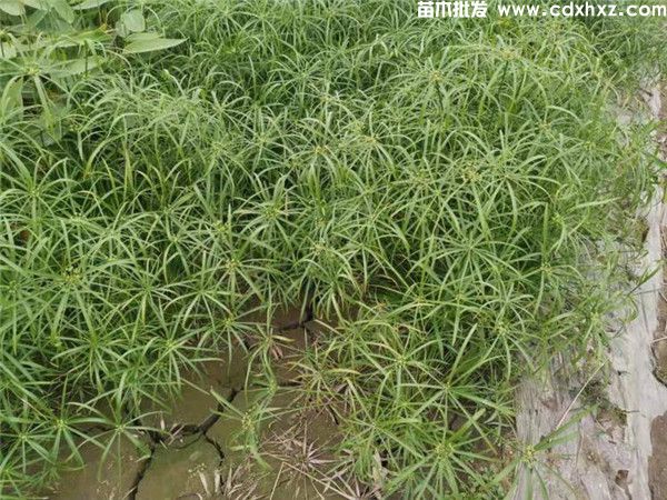 梭鱼草价格,旱伞草水生袋苗和杯苗,高度30~50cm 梭鱼草价格,旱伞草水生袋苗和杯苗,高度30~50cm