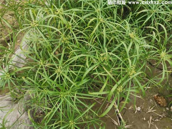 梭鱼草价格,旱伞草水生袋苗和杯苗,高度30~50cm 梭鱼草价格,旱伞草水生袋苗和杯苗,高度30~50cm