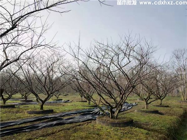 1~5公分的红梅插杆小苗价格多少钱? 1~5公分的红梅插杆小苗价格多少钱?