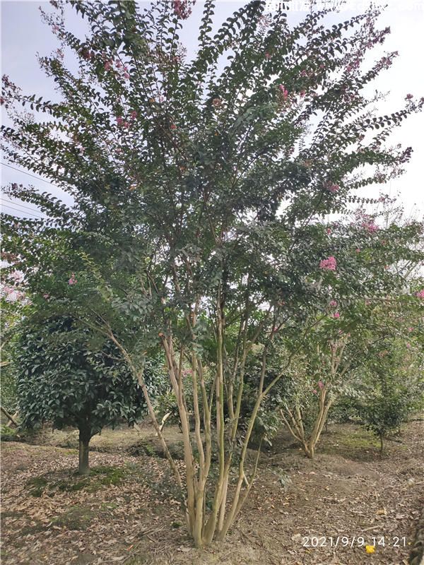 15公分紫薇图片 15公分紫薇图片