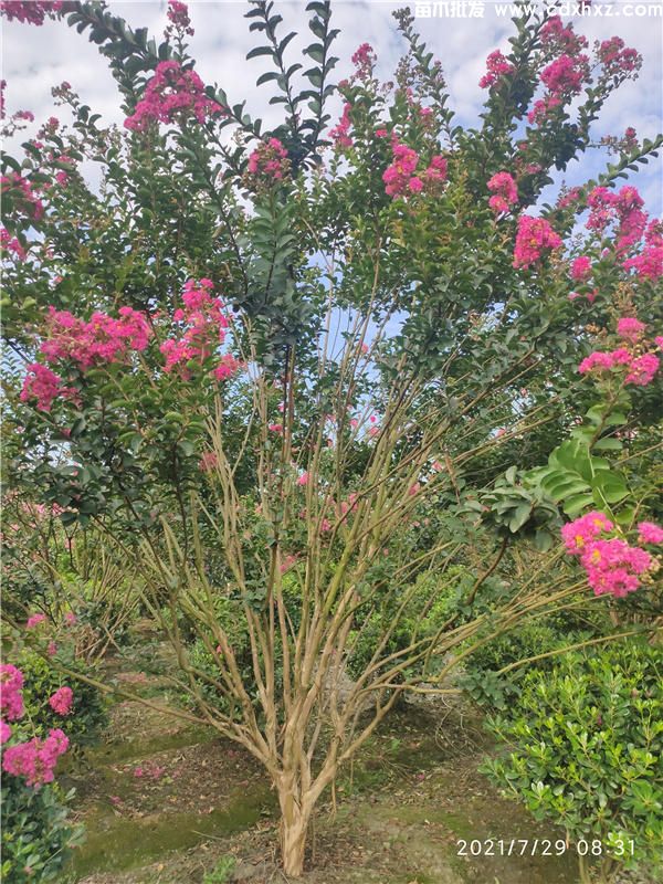 15公分紫薇图片 15公分紫薇图片