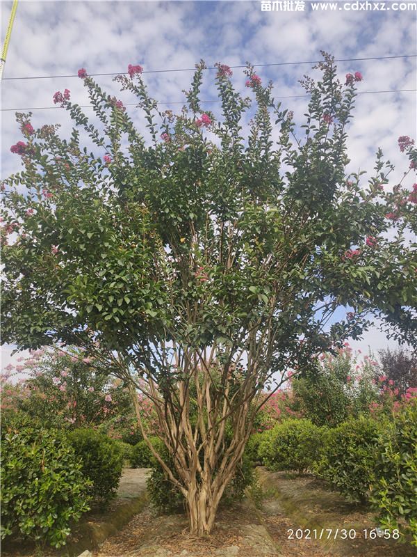 15公分紫薇图片 15公分紫薇图片