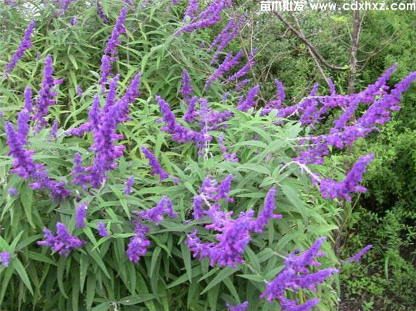 双色杯鼠尾草图片 双色杯鼠尾草图片