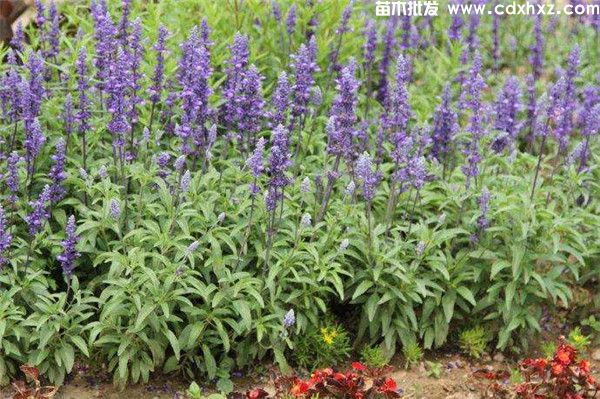 双色杯鼠尾草图片 双色杯鼠尾草图片