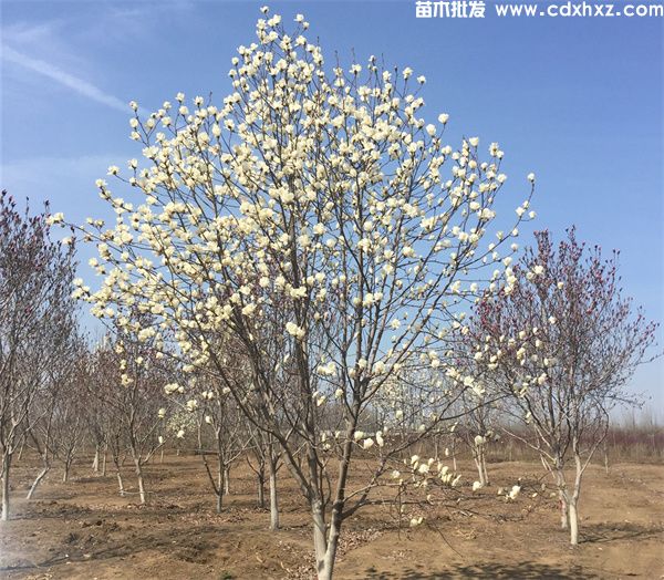 云南丽江景区绿化工程项目品种清单方案 云南丽江景区绿化工程项目品种清单方案