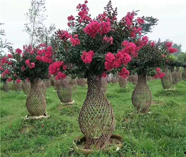 紫薇花瓶图片 紫薇花瓶图片