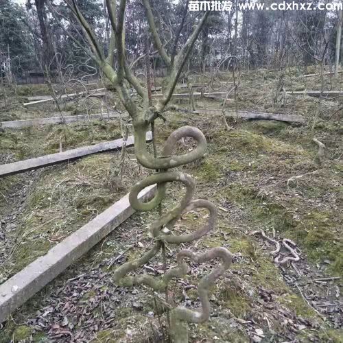 紫薇字形造型图片 紫薇字形造型图片