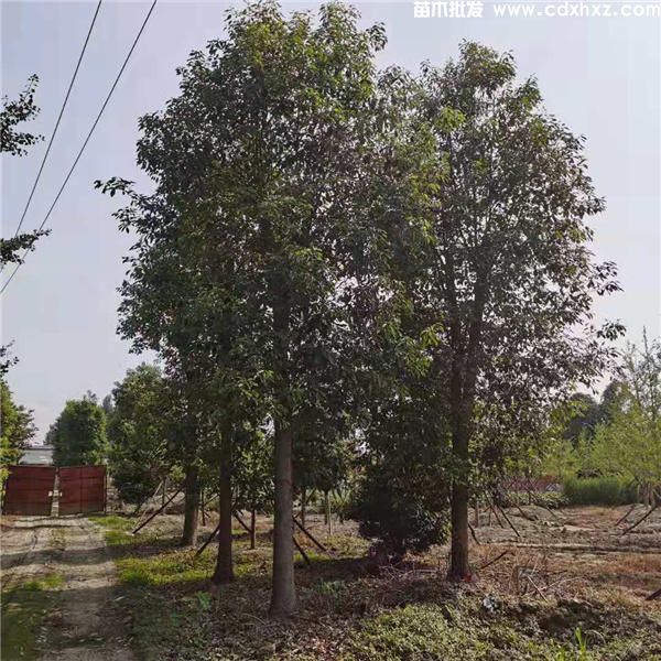 绿化苗木中的假植苗熟货和原生苗的区别 绿化苗木中的假植苗熟货和原生苗的区别