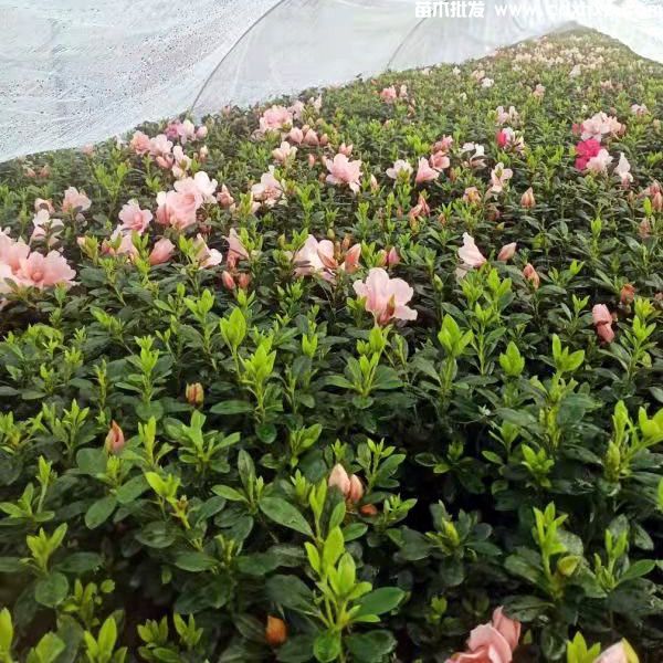 小桃红杜鹃图片 小桃红杜鹃图片