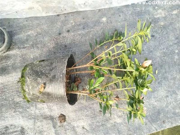 小桃红杜鹃图片 小桃红杜鹃图片