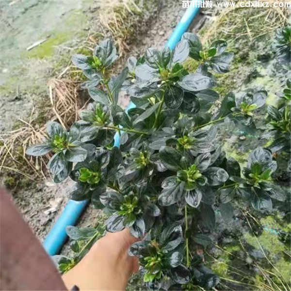 小桃红杜鹃图片 小桃红杜鹃图片