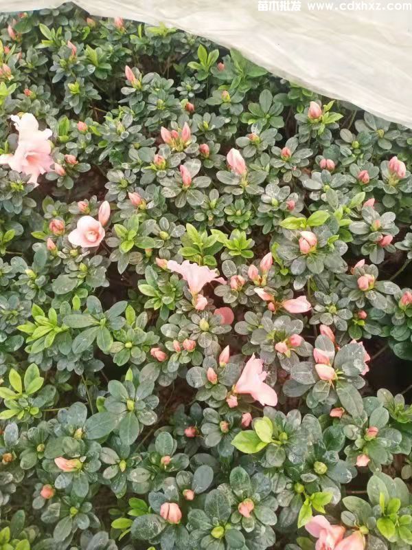 小桃红杜鹃图片 小桃红杜鹃图片