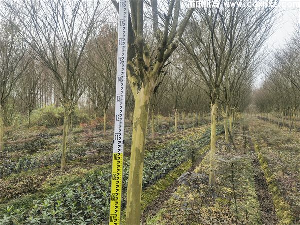 5公分紫薇树价格多少钱?高分枝大红花 5公分紫薇树价格多少钱?高分枝大红花