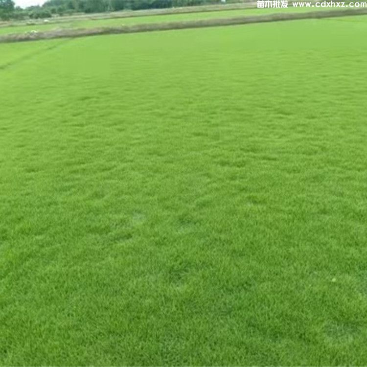 台湾二号种植密度怎么样？