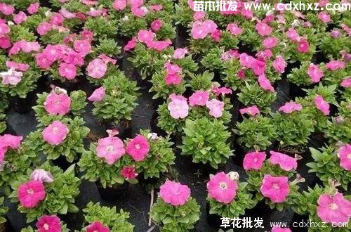 矮牵牛适合几月份种植? 矮牵牛适合几月份种植?