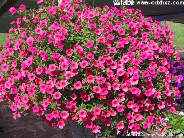 矮牵牛适合几月份种植? 矮牵牛适合几月份种植?