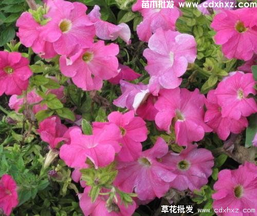 矮牵牛适合几月份种植? 矮牵牛适合几月份种植?