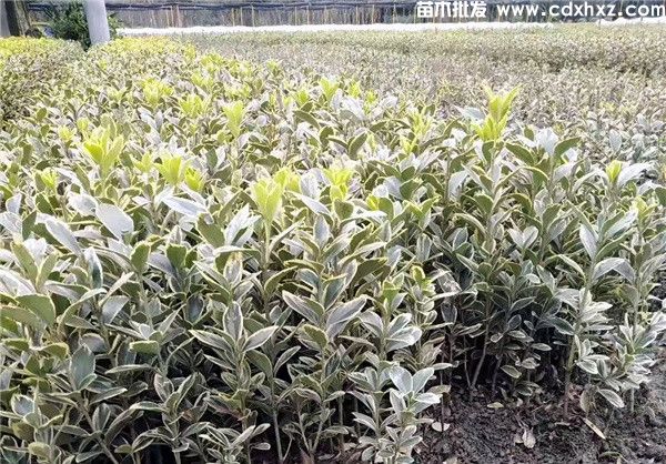 金边黄杨一平方种植多少株? 金边黄杨一平方种植多少株?