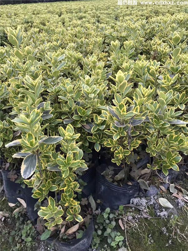 金边黄杨一平方种植多少株? 金边黄杨一平方种植多少株?