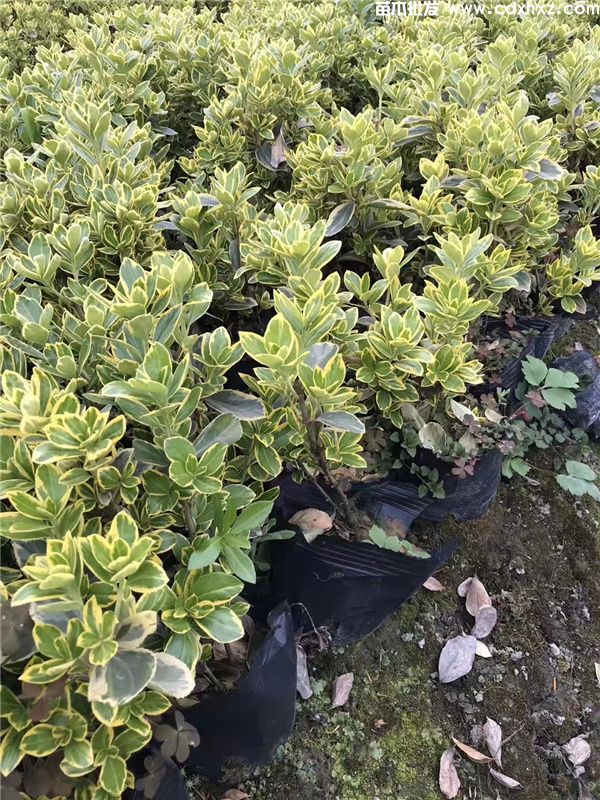 金边黄杨一平方种植多少株? 金边黄杨一平方种植多少株?