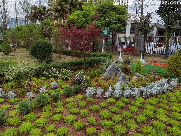 眉山视高小学学校花境工程案例图片