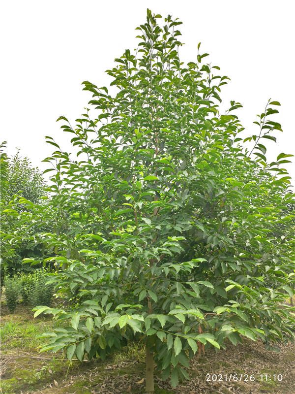 乐昌含笑冬天落叶吗?四季常绿乔木 乐昌含笑冬天落叶吗?四季常绿乔木