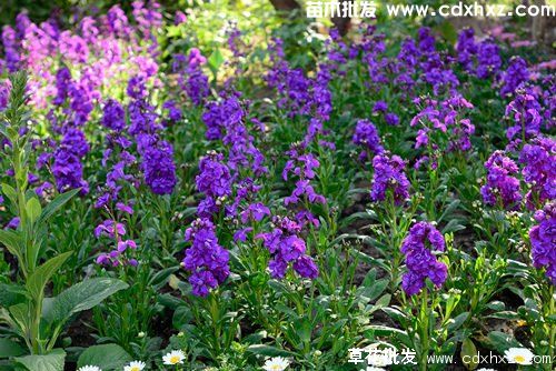 四川地区适合种植哪些花卉? 四川地区适合种植哪些花卉?
