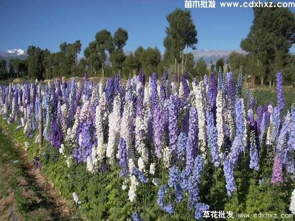 四川地区适合种植哪些花卉? 四川地区适合种植哪些花卉?