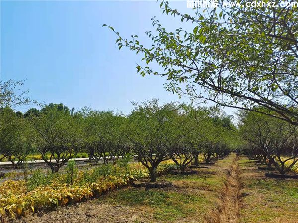 红梅小苗栽培技巧和主要的分布地区