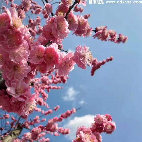 红梅小苗栽培技巧和主要的分布地区