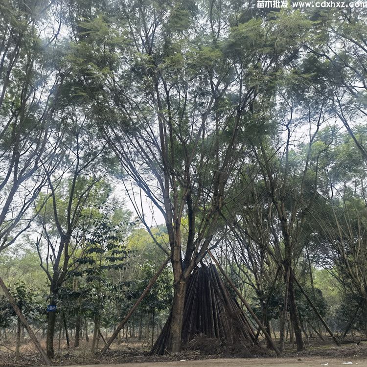22 24 25 26公分精品蓝花楹基地:工程栽植规格-养护-批发-报价 22 24 25 26公分精品蓝花楹基地:工程栽植规格-养护-批发-报价