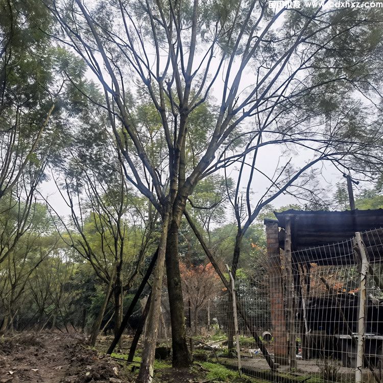 22 24 25 26公分精品蓝花楹基地:工程栽植规格-养护-批发-报价 22 24 25 26公分精品蓝花楹基地:工程栽植规格-养护-批发-报价