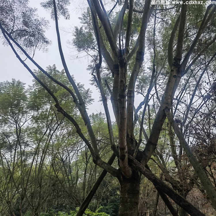 22 24 25 26公分精品蓝花楹基地:工程栽植规格-养护-批发-报价 22 24 25 26公分精品蓝花楹基地:工程栽植规格-养护-批发-报价