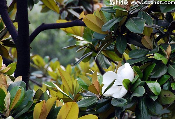 10公分广玉兰基地:工程栽植规格-养护-批发-报价 10公分广玉兰基地:工程栽植规格-养护-批发-报价