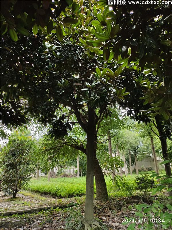 10公分广玉兰基地:工程栽植规格-养护-批发-报价 10公分广玉兰基地:工程栽植规格-养护-批发-报价