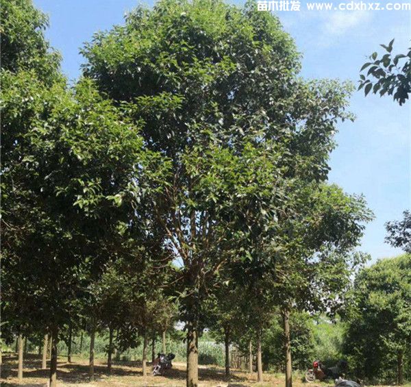 大叶女贞树高度标准是多少米？