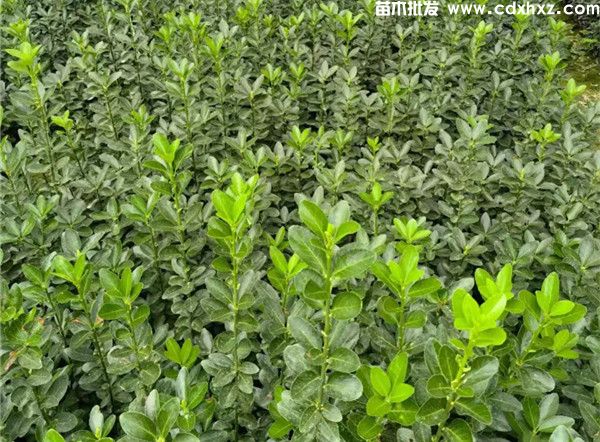 黄杨价格表:规格小苗和造型球类 黄杨价格表:规格小苗和造型球类