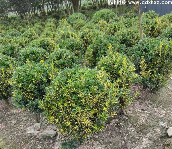 灌木修剪技巧:不同品种树龄的灌木应掌握不同的方法 灌木修剪技巧:不同品种树龄的灌木应掌握不同的方法