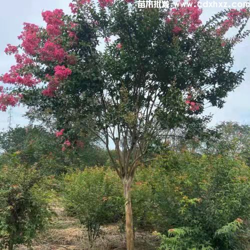 几月份适合移栽紫薇小苗? 几月份适合移栽紫薇小苗?