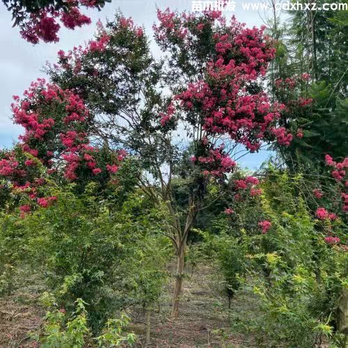 几月份适合移栽紫薇小苗? 几月份适合移栽紫薇小苗?