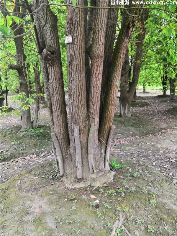 5杆丛生香樟价格多少钱?2000~9000元 5杆丛生香樟价格多少钱?2000~9000元