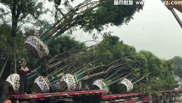 18公分栾树基地:工程栽植规格-养护-批发-报价 18公分栾树基地:工程栽植规格-养护-批发-报价