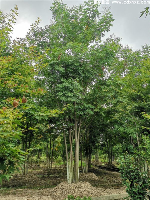 18公分栾树基地:工程栽植规格-养护-批发-报价 18公分栾树基地:工程栽植规格-养护-批发-报价