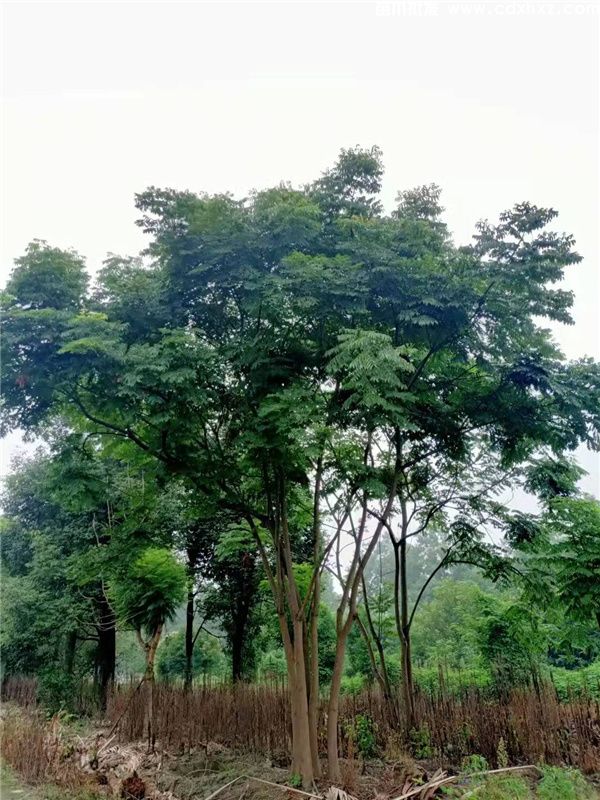 18公分栾树基地:工程栽植规格-养护-批发-报价 18公分栾树基地:工程栽植规格-养护-批发-报价