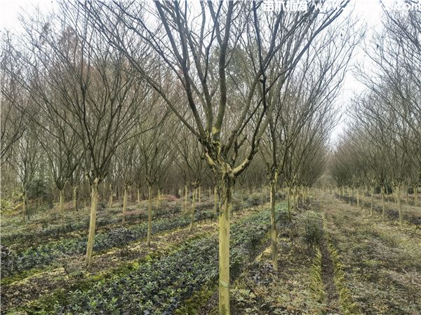 12公分紫薇基地：工程栽植规格-养护-批发-报价