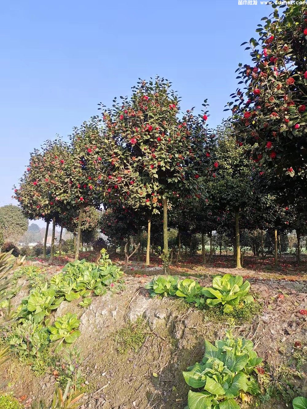 10公分茶花树苗价格是多少? 10公分茶花树苗价格是多少?