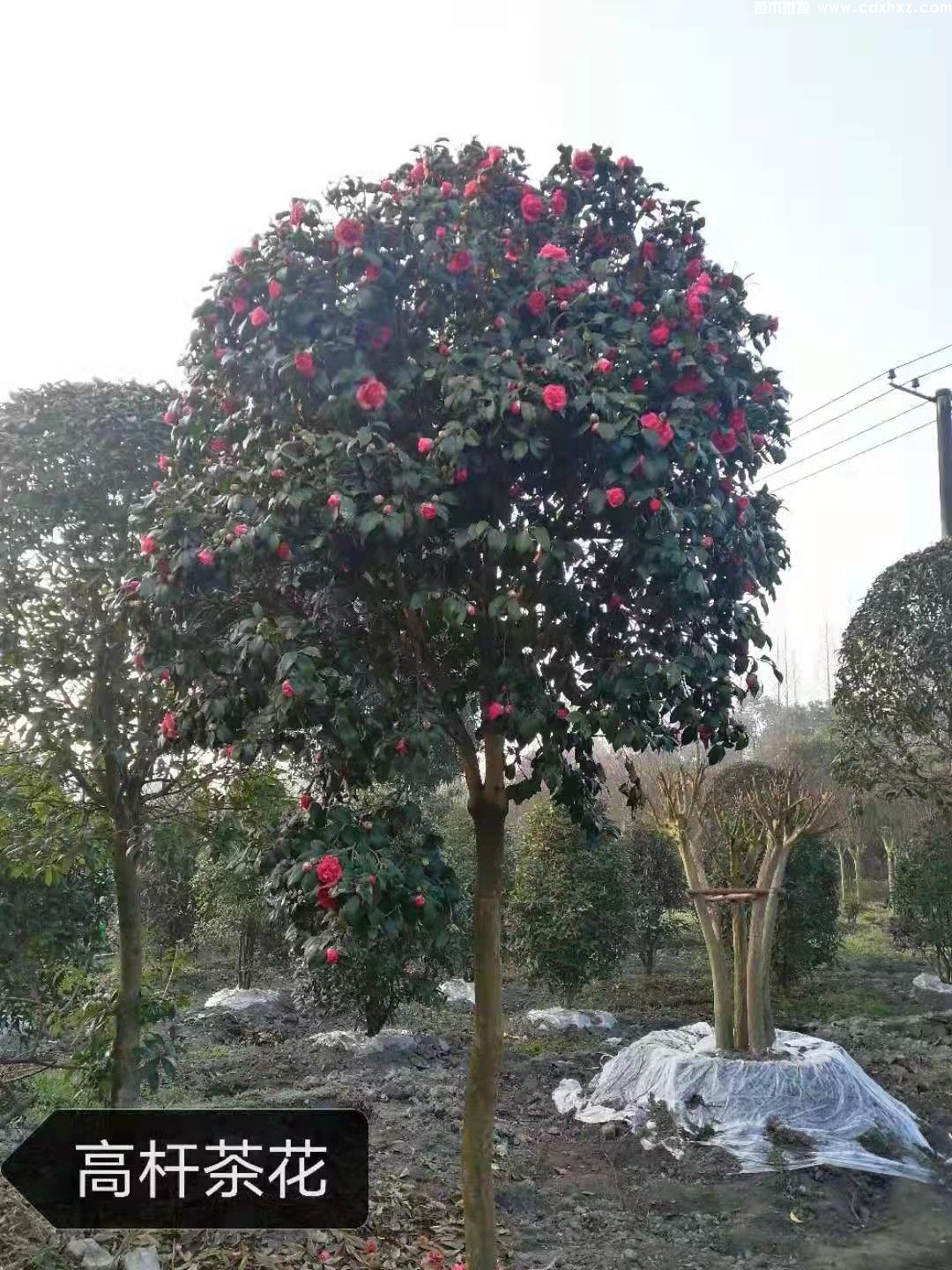 10公分茶花树苗价格是多少? 10公分茶花树苗价格是多少?