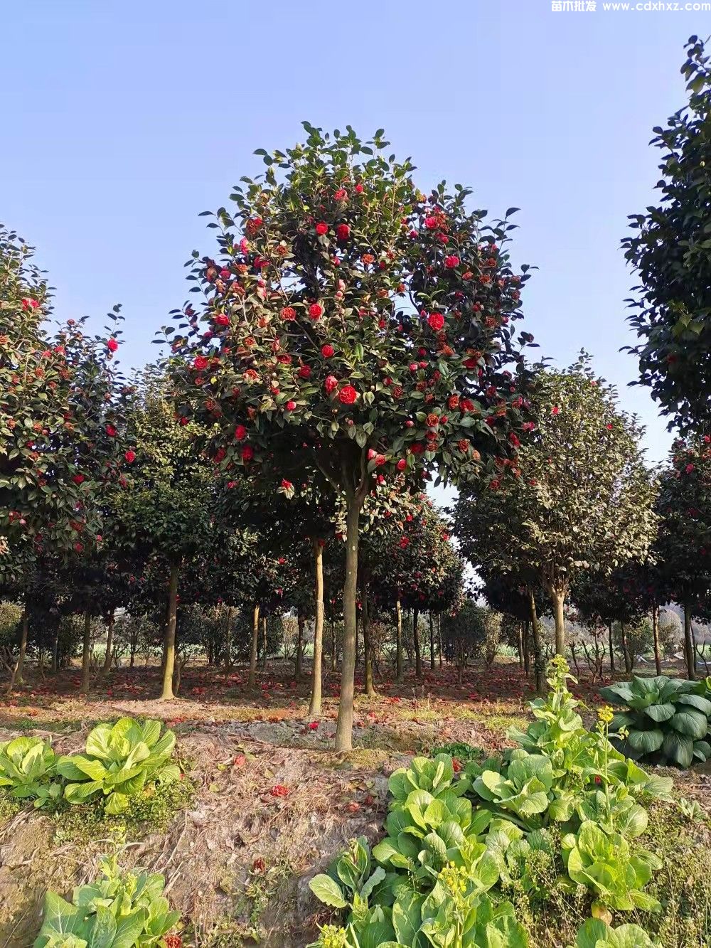 10公分茶花树苗价格是多少? 10公分茶花树苗价格是多少?